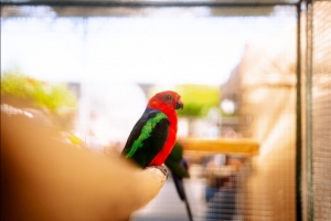 Chovatelské trhy - srpen