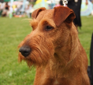 Speciální výstava psů pro plemeno Irský teriér