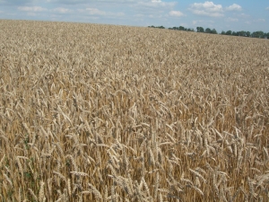 Pšenice a společnost 